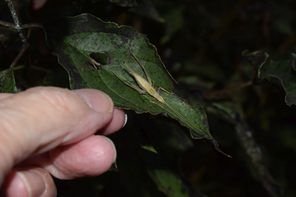 Gryllidae: Oecanthus pellucens?  S. femmina